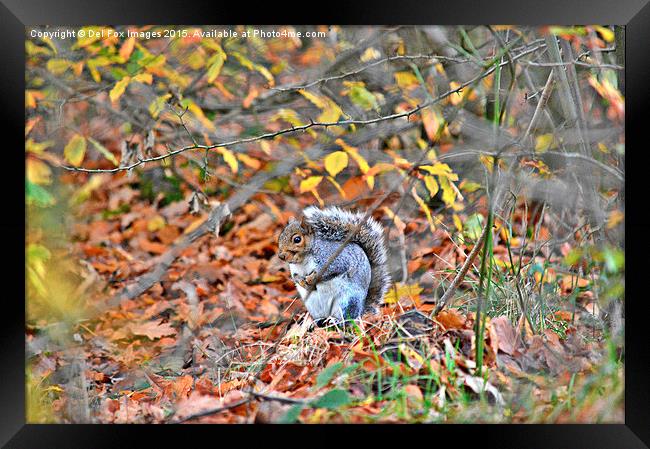  grey squirrel in trees Framed Print by Derrick Fox Lomax