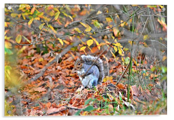  grey squirrel in trees Acrylic by Derrick Fox Lomax