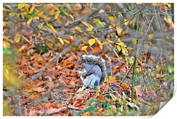 grey squirrel in trees Print by Derrick Fox Lomax