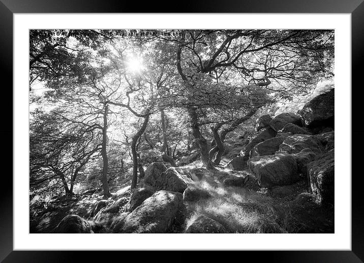  Sunlight in the Oak Woodland Framed Mounted Print by Andrew Kearton