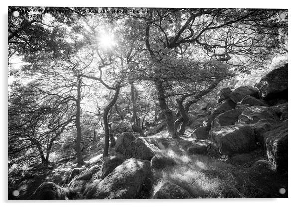  Sunlight in the Oak Woodland Acrylic by Andrew Kearton