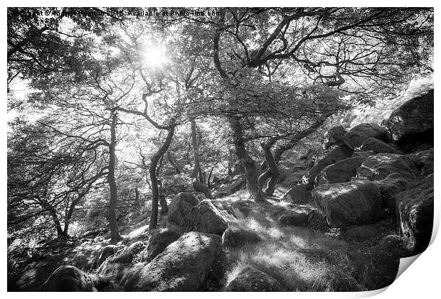  Sunlight in the Oak Woodland Print by Andrew Kearton