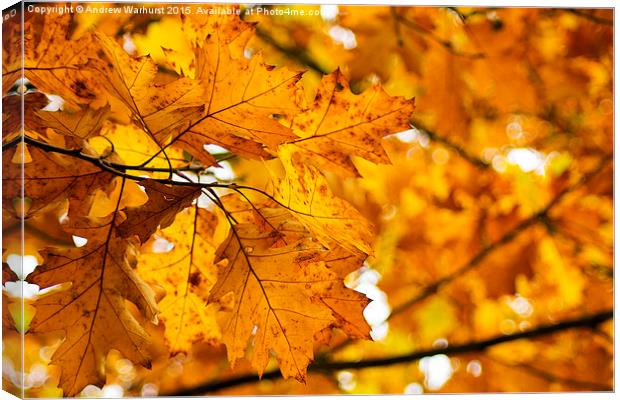  Autumn Leaves Canvas Print by Andrew Warhurst