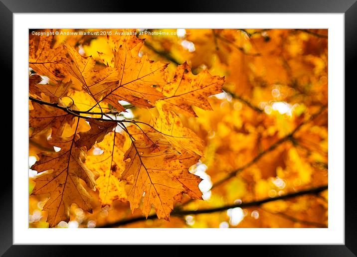  Autumn Leaves Framed Mounted Print by Andrew Warhurst