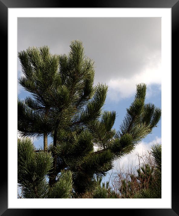Pine Tree Framed Mounted Print by Chris Day