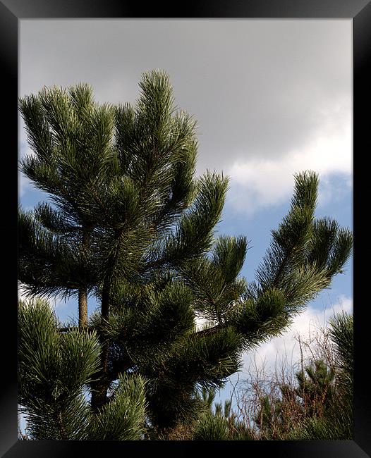 Pine Tree Framed Print by Chris Day