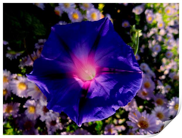  Amongst flowers, Print by Ali asghar Mazinanian