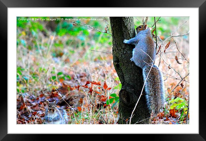 squirells in trees Framed Mounted Print by Derrick Fox Lomax