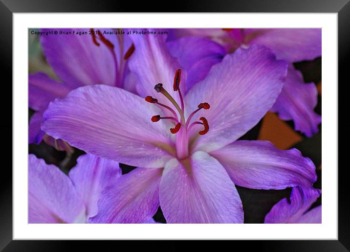  Purple Lily Framed Mounted Print by Brian Fagan