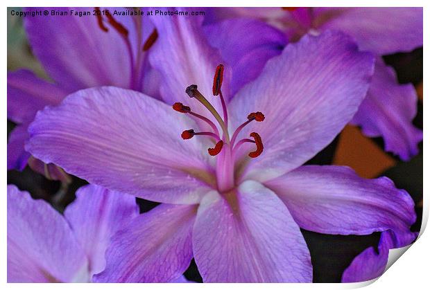  Purple Lily Print by Brian Fagan