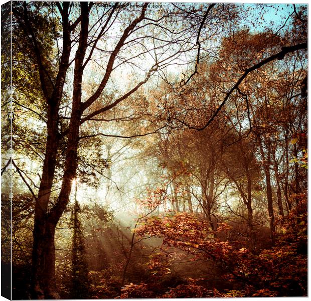 Autumn woodland sunlight Canvas Print by Andrew Kearton