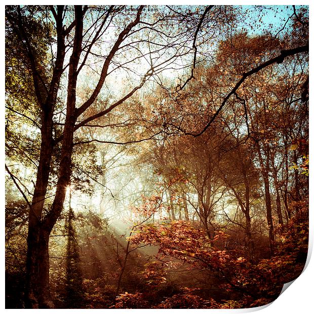 Autumn woodland sunlight Print by Andrew Kearton