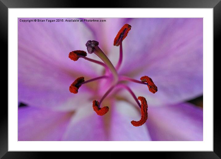  Purple lily Framed Mounted Print by Brian Fagan