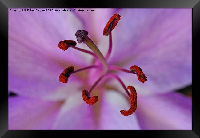  Purple lily Framed Print by Brian Fagan