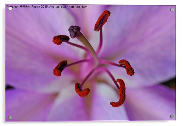  Purple lily Acrylic by Brian Fagan