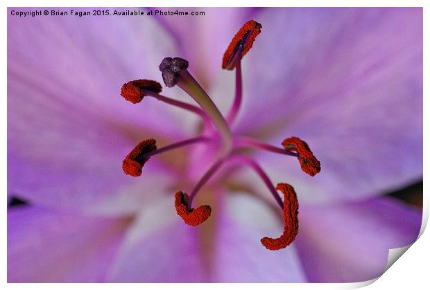  Purple lily Print by Brian Fagan
