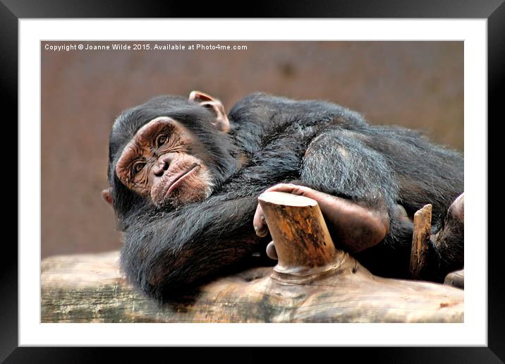  Chimpanzee Framed Mounted Print by Joanne Wilde