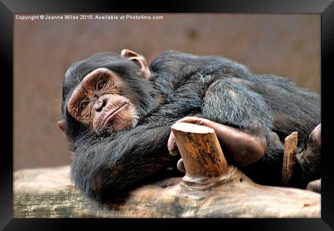  Chimpanzee Framed Print by Joanne Wilde