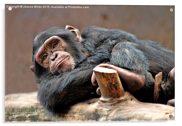 Chimpanzee Acrylic by Joanne Wilde