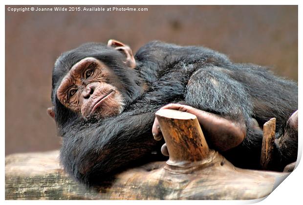  Chimpanzee Print by Joanne Wilde