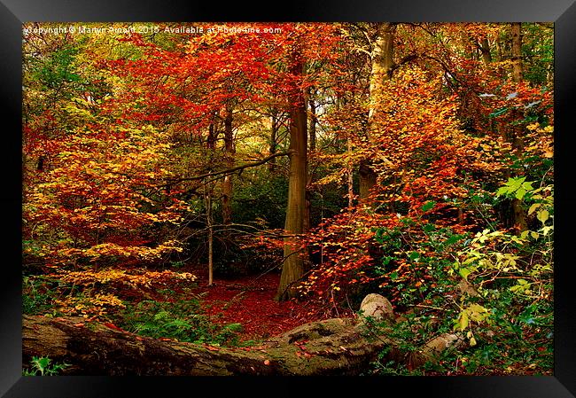  Colours of Autumn Framed Print by Martyn Arnold