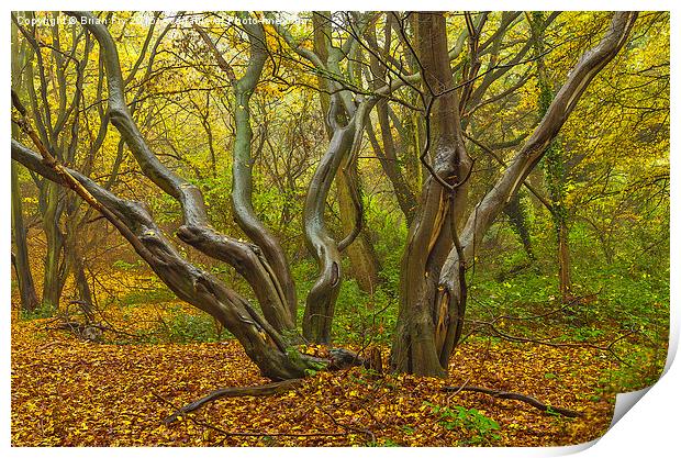  Woodland Sculpture Print by Brian Fry
