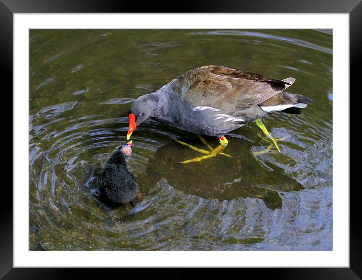  Loving Mother Moorhen Framed Mounted Print by David Chennell