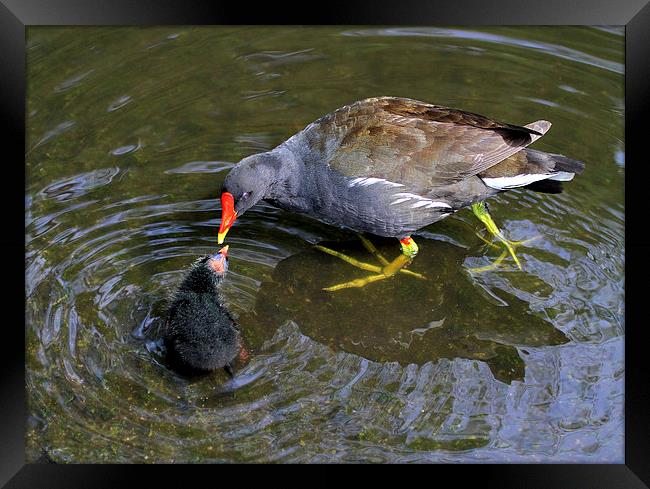  Loving Mother Moorhen Framed Print by David Chennell