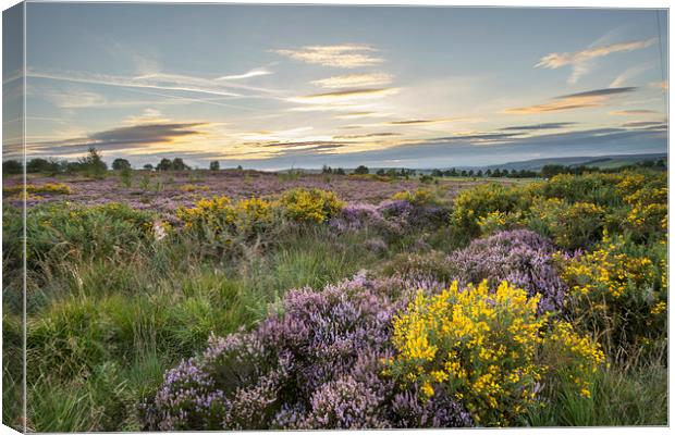 Heather in flower at sunset  Canvas Print by chris smith