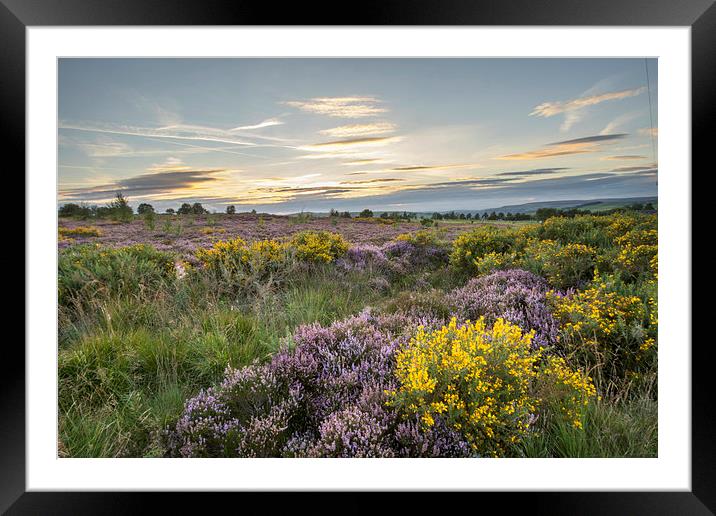 Heather in flower at sunset  Framed Mounted Print by chris smith