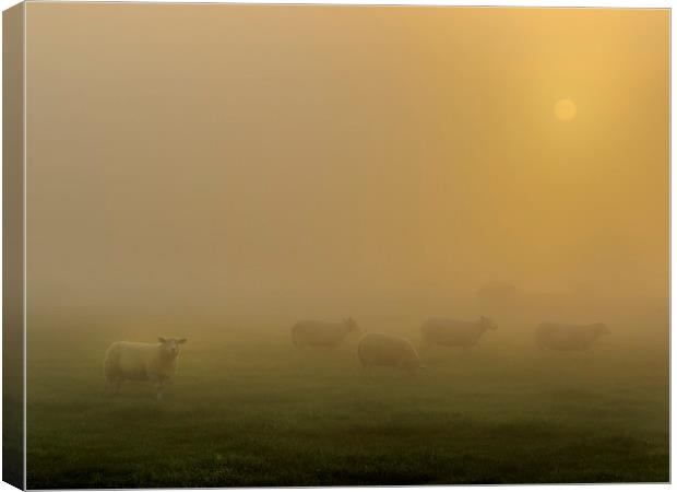 Sheep at sunrise Canvas Print by chris smith