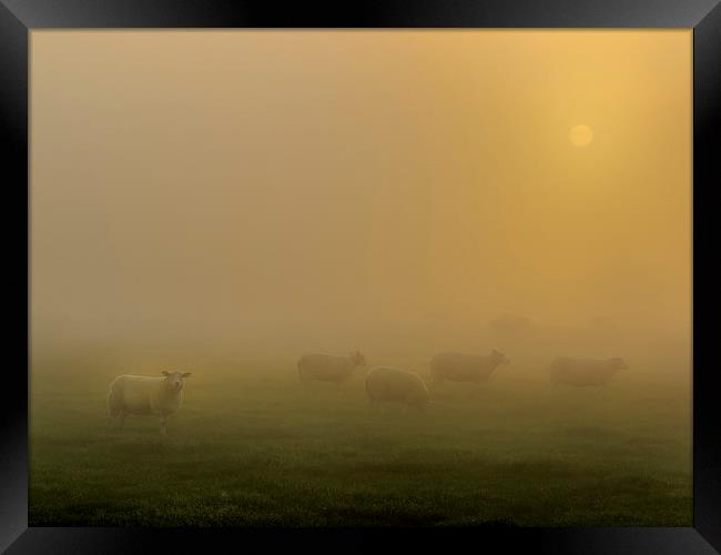 Sheep at sunrise Framed Print by chris smith