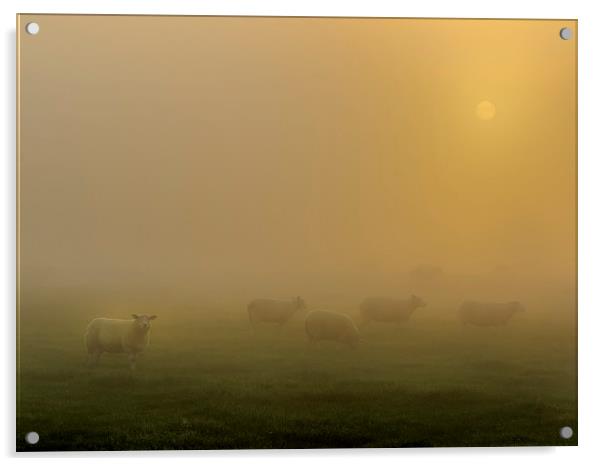Sheep at sunrise Acrylic by chris smith