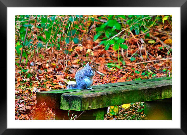  grey squirrel on a bench Framed Mounted Print by Derrick Fox Lomax