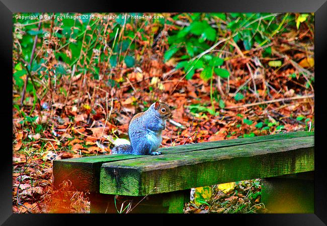  grey squirrel on a bench Framed Print by Derrick Fox Lomax