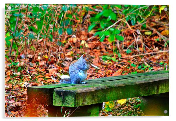  grey squirrel on a bench Acrylic by Derrick Fox Lomax
