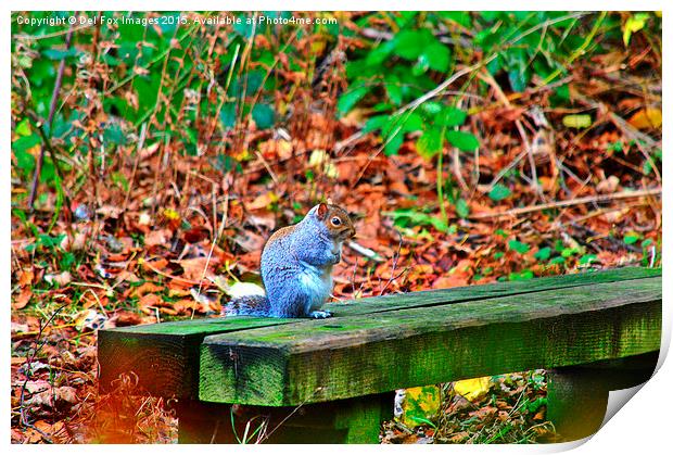  grey squirrel on a bench Print by Derrick Fox Lomax