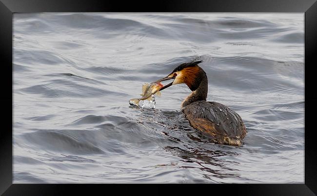 Great crested grebe Framed Print by chris smith