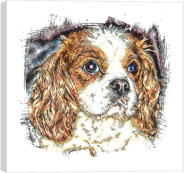  cavalier king charles spaniel Canvas Print by dave mcnaught