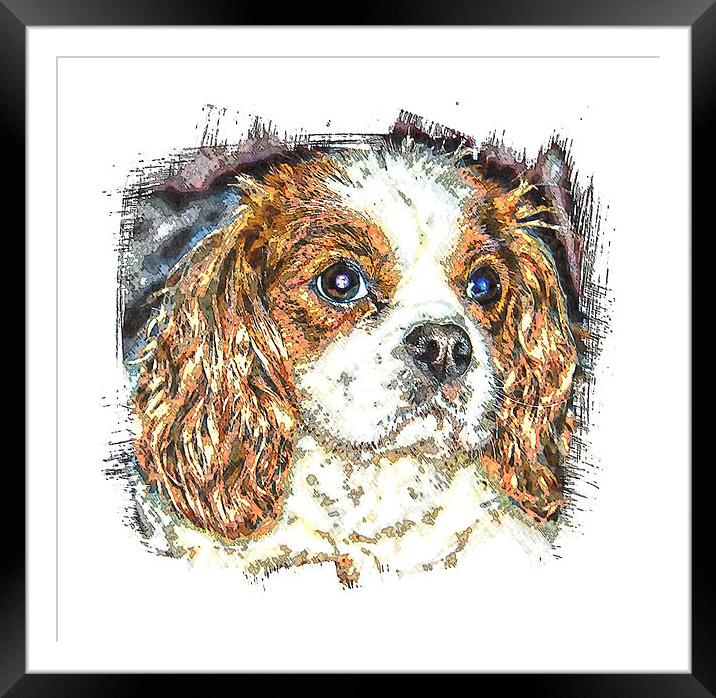  cavalier king charles spaniel Framed Mounted Print by dave mcnaught