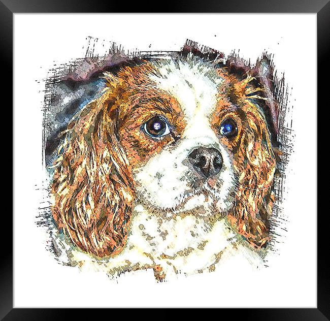  cavalier king charles spaniel Framed Print by dave mcnaught