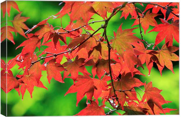 Autumn maple leaves  Canvas Print by chris smith