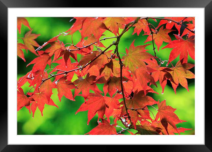 Autumn maple leaves  Framed Mounted Print by chris smith