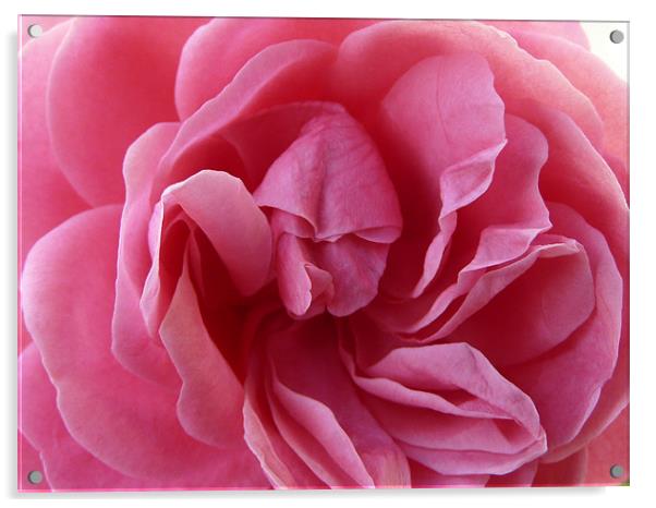 Rose Acrylic by Simon Deane