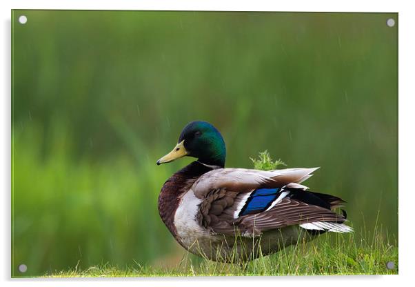 Mallard Duck Acrylic by chris smith