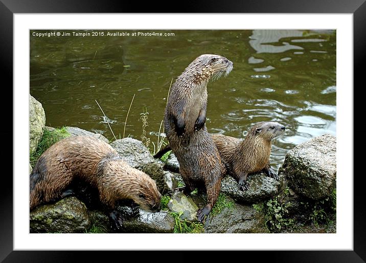 JST3156 Otters 4 Framed Mounted Print by Jim Tampin