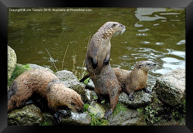 JST3156 Otters 4 Framed Print by Jim Tampin