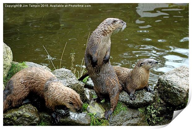 JST3156 Otters 4 Print by Jim Tampin