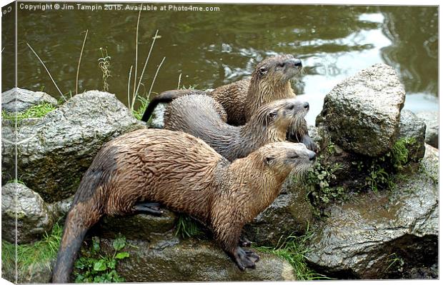 JST3157 Otters Canvas Print by Jim Tampin