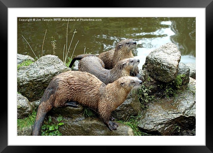 JST3157 Otters Framed Mounted Print by Jim Tampin